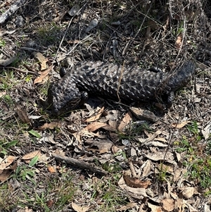 Tiliqua rugosa at Bungendore, NSW - suppressed