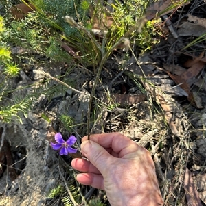 Scaevola ramosissima at Budgong, NSW - 1 Oct 2024