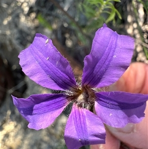 Scaevola ramosissima at Budgong, NSW - 1 Oct 2024