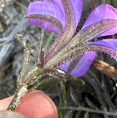 Scaevola ramosissima at Budgong, NSW - 1 Oct 2024