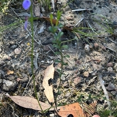 Pigea monopetala (Slender Violet) at Budgong, NSW - 1 Oct 2024 by lbradley