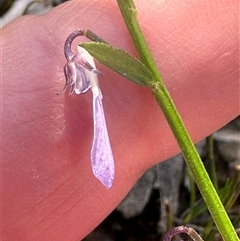 Pigea monopetala at Budgong, NSW - 1 Oct 2024