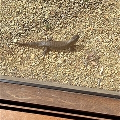 Egernia cunninghami (Cunningham's Skink) at Bungendore, NSW - 1 Oct 2024 by yellowboxwoodland