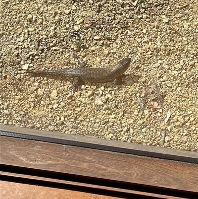 Egernia cunninghami (Cunningham's Skink) at Bungendore, NSW - 1 Oct 2024 by yellowboxwoodland