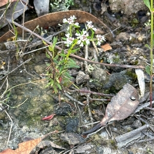Poranthera ericifolia at Budgong, NSW - 1 Oct 2024 11:24 AM