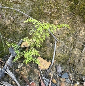 Lindsaea microphylla at Budgong, NSW - 1 Oct 2024