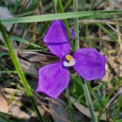 Patersonia sericea (silky purple-flag) at Goulburn, NSW - 1 Oct 2024 by trevorpreston