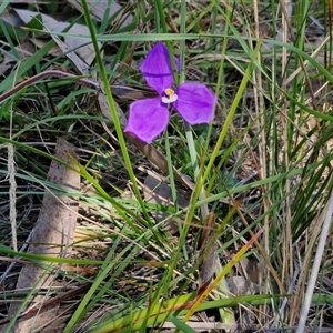 Patersonia sericea at Goulburn, NSW - 1 Oct 2024