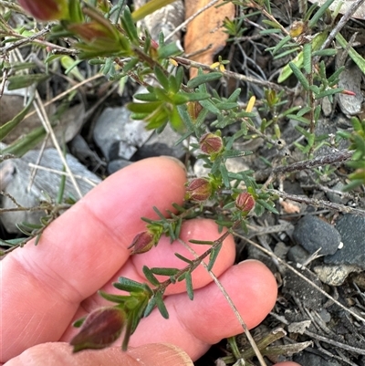 Hibbertia riparia at Budgong, NSW - 1 Oct 2024 by lbradley