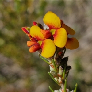 Dillwynia sericea at Goulburn, NSW - 1 Oct 2024 12:58 PM