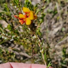 Dillwynia sericea at Goulburn, NSW - 1 Oct 2024