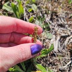 Plantago varia (Native Plaintain) at Bungendore, NSW - 1 Oct 2024 by Csteele4