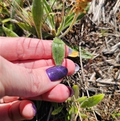 Plantago varia at Bungendore, NSW - 1 Oct 2024