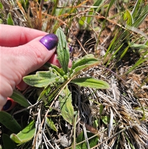 Plantago varia at Bungendore, NSW - 1 Oct 2024