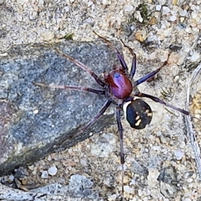 Habronestes bradleyi (Bradley's Ant-Eating Spider) at Goulburn, NSW - 1 Oct 2024 by trevorpreston