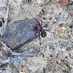 Habronestes bradleyi at Goulburn, NSW - 1 Oct 2024 01:06 PM