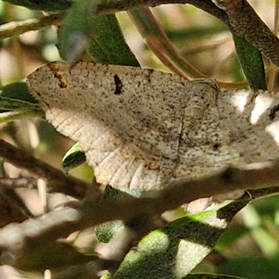 Dissomorphia australiaria (Dashed Geometrid, Ennominae) at Goulburn, NSW - 1 Oct 2024 by trevorpreston