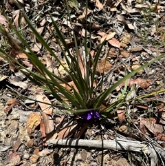 Patersonia sericea (silky purple-flag) at Budgong, NSW - 1 Oct 2024 by lbradley