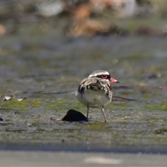 Charadrius melanops (Black-fronted Dotterel) at Coombs, ACT - 1 Oct 2024 by Thurstan