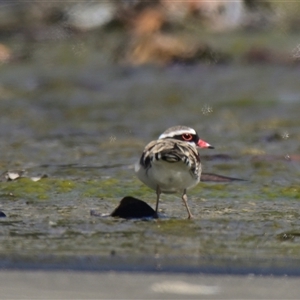 Charadrius melanops at Coombs, ACT - 1 Oct 2024 11:06 AM