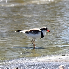 Charadrius melanops at Coombs, ACT - 1 Oct 2024 11:06 AM