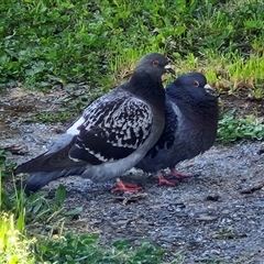 Columba livia (Rock Dove (Feral Pigeon)) at Goulburn, NSW - 1 Oct 2024 by trevorpreston