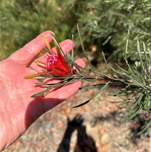 Lambertia formosa at Budgong, NSW - 1 Oct 2024 11:41 AM