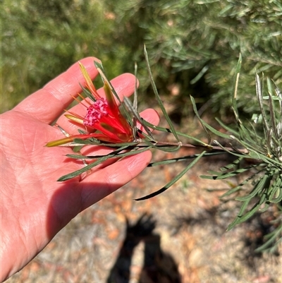 Lambertia formosa (Mountain Devil) at Budgong, NSW - 1 Oct 2024 by lbradley