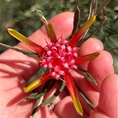 Lambertia formosa at Budgong, NSW - 1 Oct 2024 11:41 AM