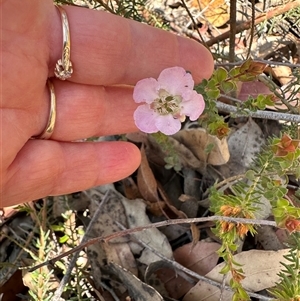 Leptospermum rotundifolium at Budgong, NSW - 1 Oct 2024