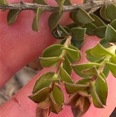 Leptospermum rotundifolium at Budgong, NSW - 1 Oct 2024