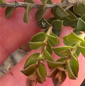 Leptospermum rotundifolium at Budgong, NSW - 1 Oct 2024