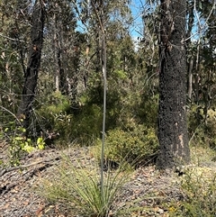 Xanthorrhoea concava (Grass Tree) at Budgong, NSW - 1 Oct 2024 by lbradley