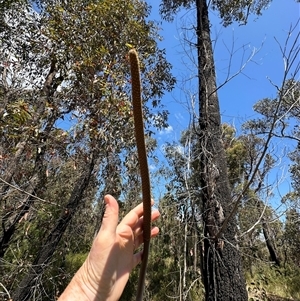 Xanthorrhoea concava at Budgong, NSW - suppressed