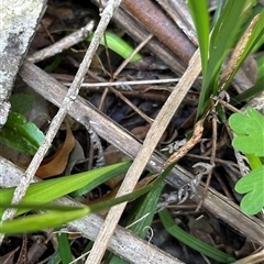 Libertia paniculata (Branching Grass-flag) at Budgong, NSW - 1 Oct 2024 by lbradley