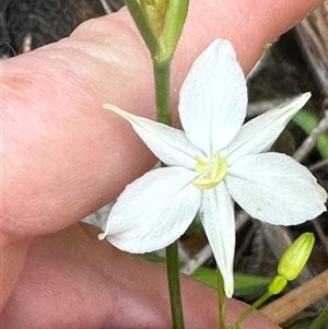 Libertia paniculata at Budgong, NSW - 1 Oct 2024 12:20 PM