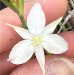 Libertia paniculata at Budgong, NSW - 1 Oct 2024 12:20 PM