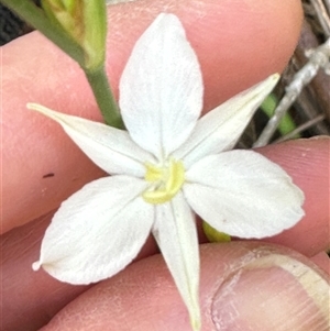 Libertia paniculata at Budgong, NSW - 1 Oct 2024 12:20 PM