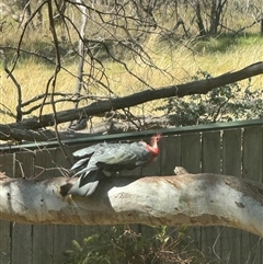 Callocephalon fimbriatum (Gang-gang Cockatoo) at Hackett, ACT - 1 Oct 2024 by Louisab