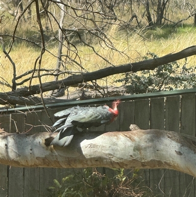 Callocephalon fimbriatum (Gang-gang Cockatoo) at Hackett, ACT - 1 Oct 2024 by Louisab