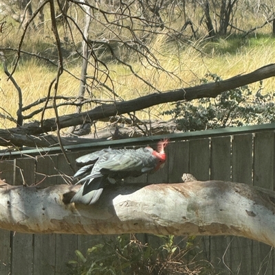 Callocephalon fimbriatum (Gang-gang Cockatoo) at Hackett, ACT - 1 Oct 2024 by Louisab