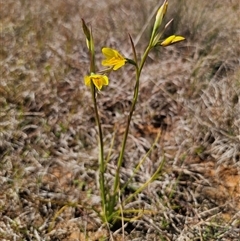 Diuris amabilis (Large Golden Moth) at Bungendore, NSW - 1 Oct 2024 by Csteele4