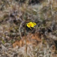 Diuris amabilis at Bungendore, NSW - suppressed