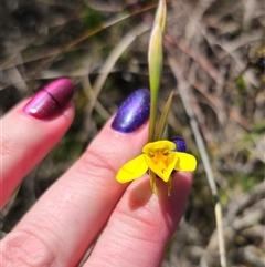 Diuris amabilis at Bungendore, NSW - suppressed