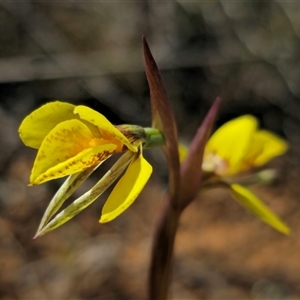 Diuris amabilis at Bungendore, NSW - suppressed