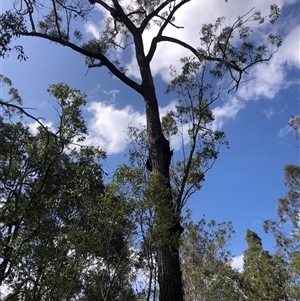 Unidentified Gum Tree at Kungala, NSW by donnanchris