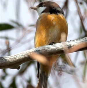 Pachycephala rufiventris at Ainslie, ACT - 30 Sep 2024