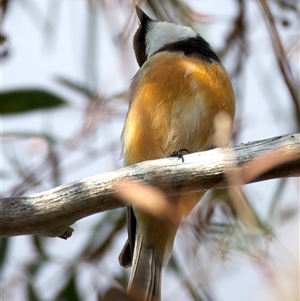 Pachycephala rufiventris at Ainslie, ACT - 30 Sep 2024