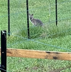 Notamacropus rufogriseus (Red-necked Wallaby) at Lorne, NSW - 1 Oct 2024 by Butlinz