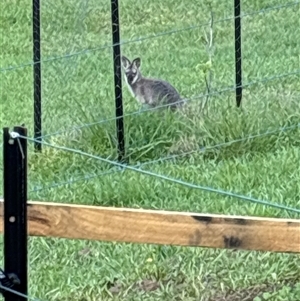 Notamacropus rufogriseus (Red-necked Wallaby) at Lorne, NSW by Butlinz